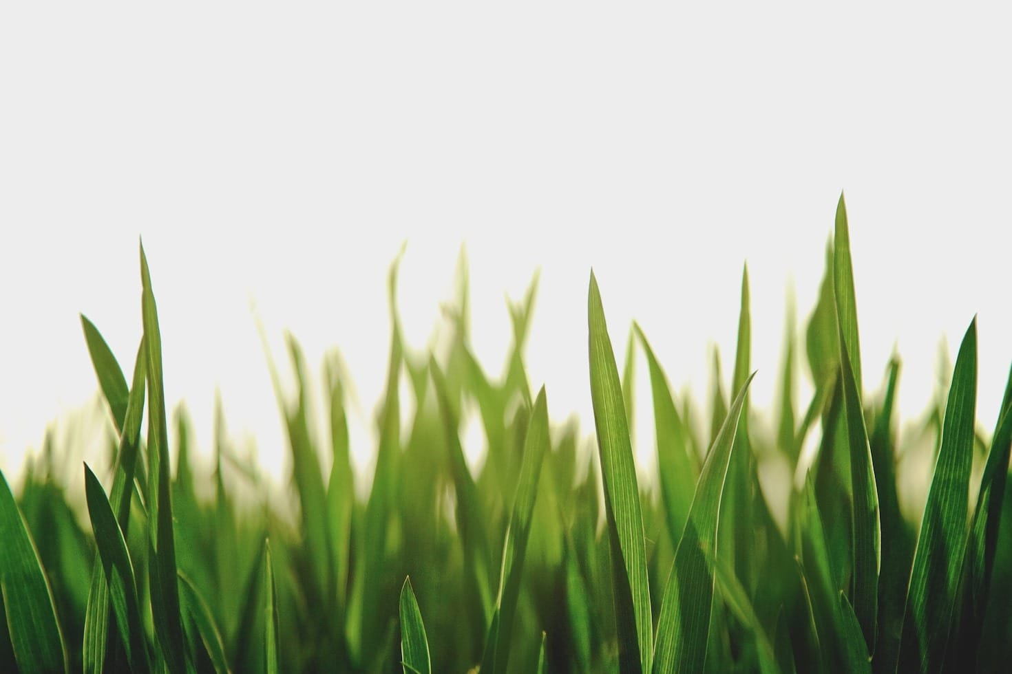 5 Artistic Landscaping Trends to Watch This Year